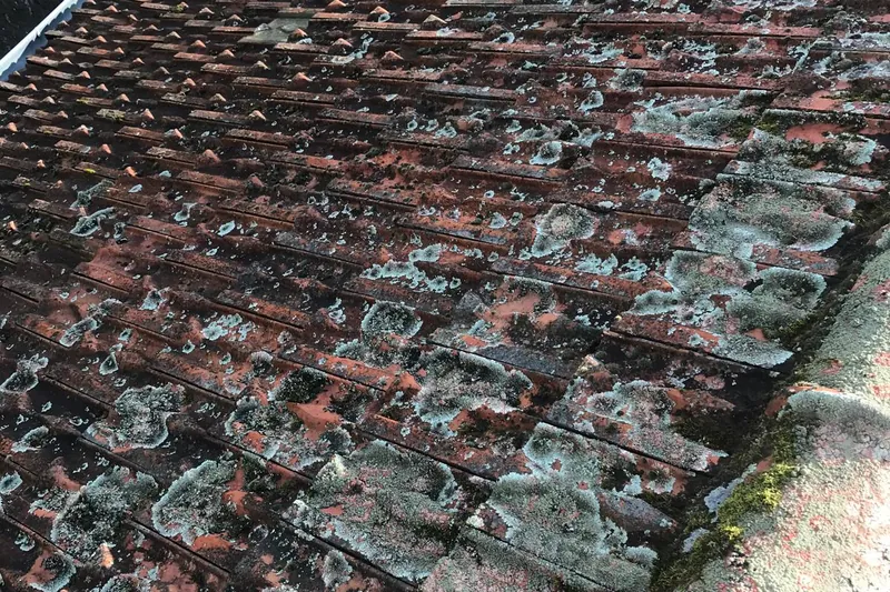 Tuiles couvertes de mousses et de lichens avant nettoyage